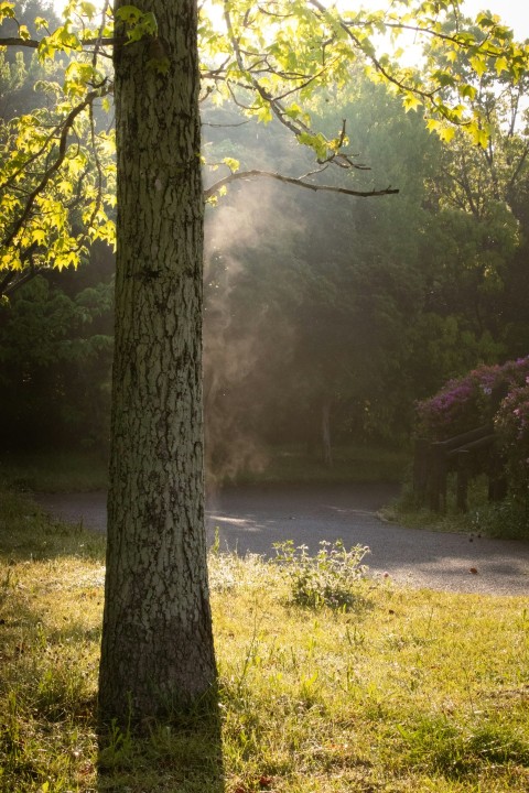 the sun is shining through the trees in the park gxXpgh4hC