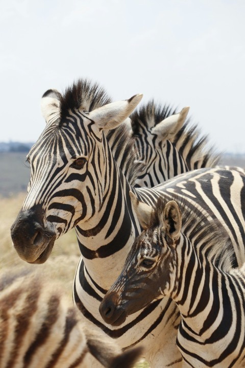 a group of zebra standing next to each other on a field