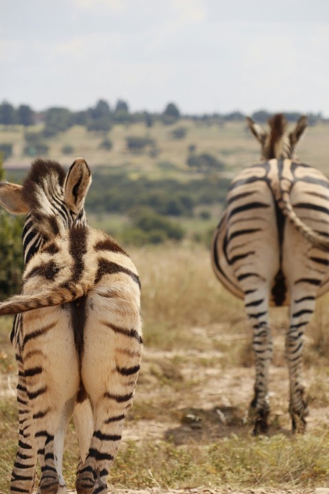 a couple of zebra standing next to each other on a field