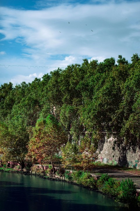 a body of water surrounded by lots of trees