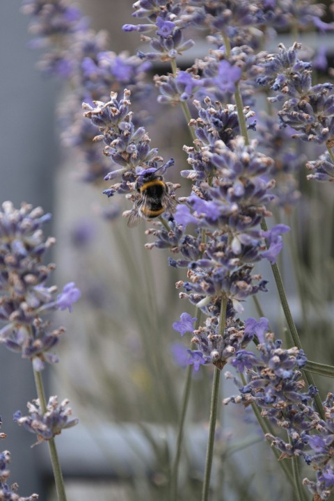 a bunch of lavender flowers with a bee on them