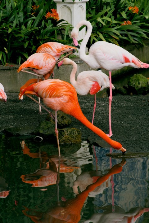 a flock of flamingos standing around a pond of water k