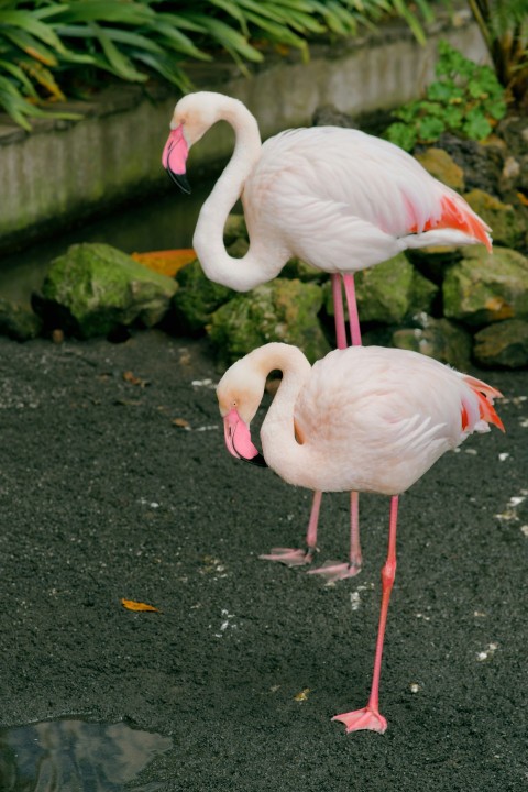 two pink flamingos standing next to each other