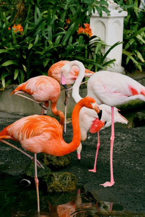 a group of flamingos standing around a pond of water