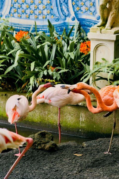 a group of flamingos standing around in a garden