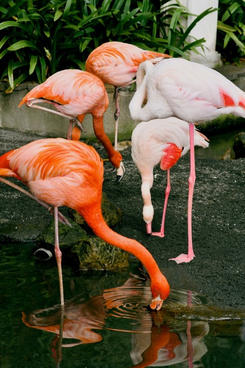 a group of flamingos standing around in the water E9HmDdL