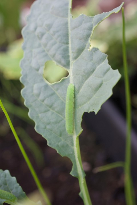 a close up of a green leaf on a plant