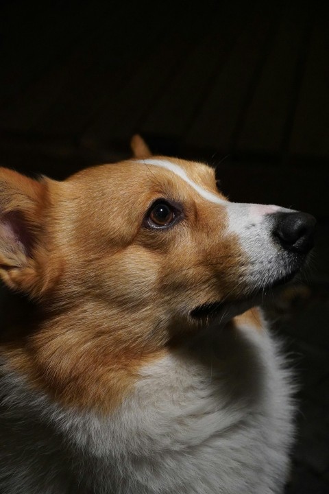 a brown and white dog looking up at something