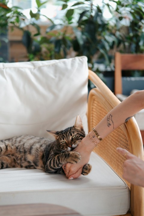 a cat laying on top of a white couch T79ee_