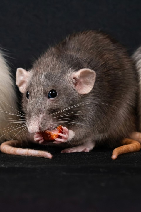 a group of three rat eating food on top of a table