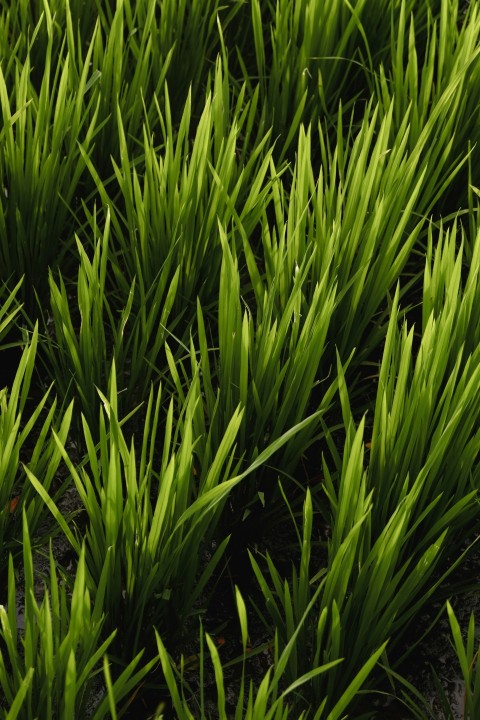 a close up of a bunch of green plants