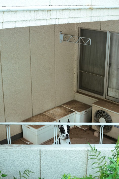 a black and white dog sitting on top of a balcony