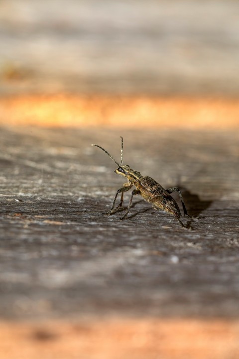 a bug crawling on a wooden surface