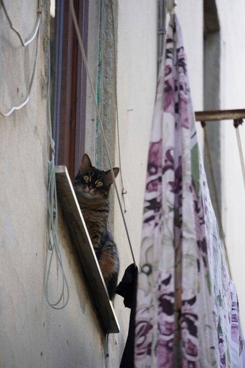 a cat sitting on a window sill next to a curtain w kWoeH