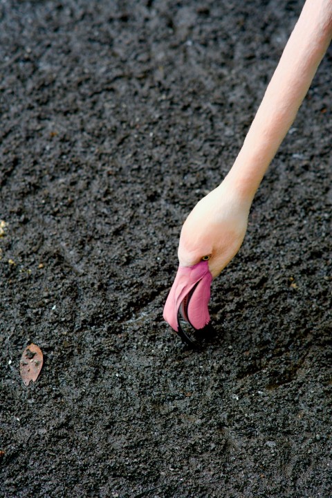 a person with a pink shoe on a black ground ZGymph2a
