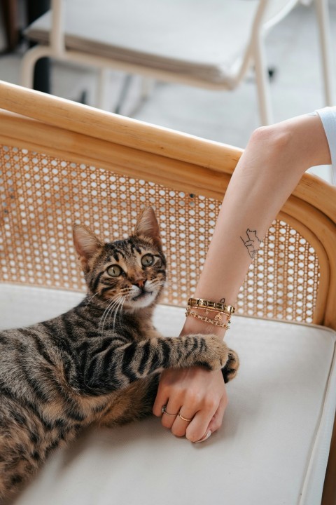 a person petting a cat on the back of a chair