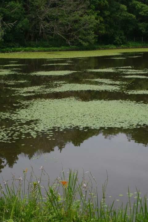 a body of water surrounded by grass and trees