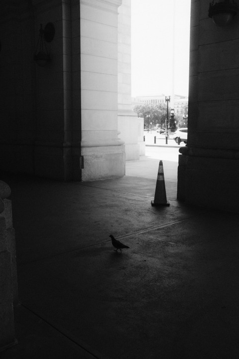 a black and white photo of a bird on the ground