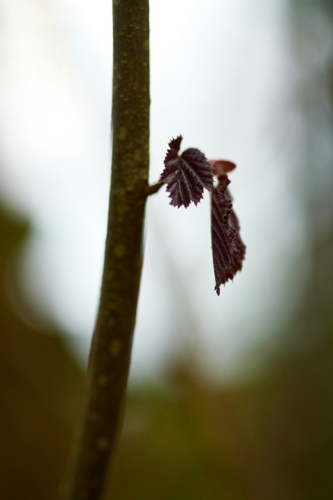 a close up of a leaf on a tree