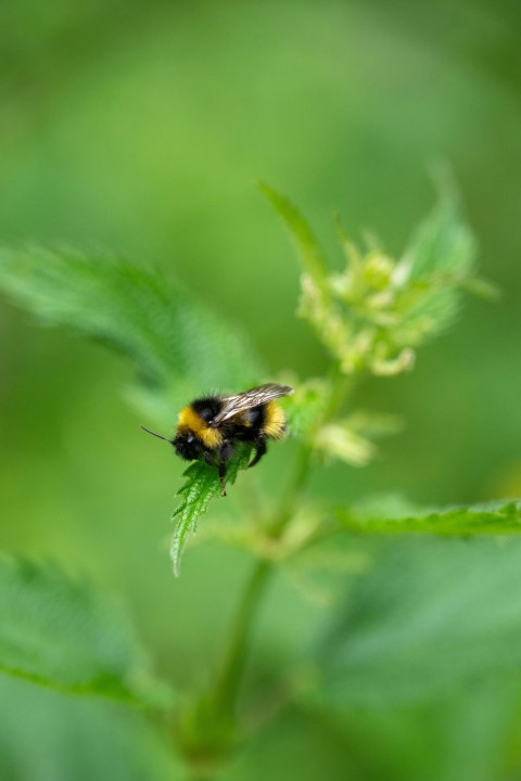 a bee sitting on top of a green leaf 0F5b