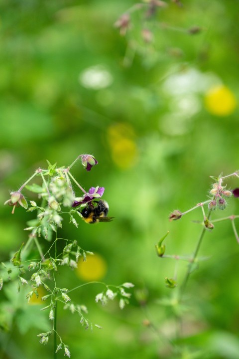 a bee is sitting on a flower in a field GbBkBUW0D