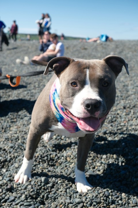 a brown and white dog standing on top of a rocky beach DcIGWiy