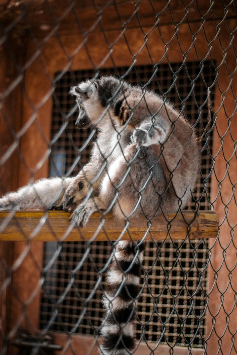 a couple of animals that are inside of a cage