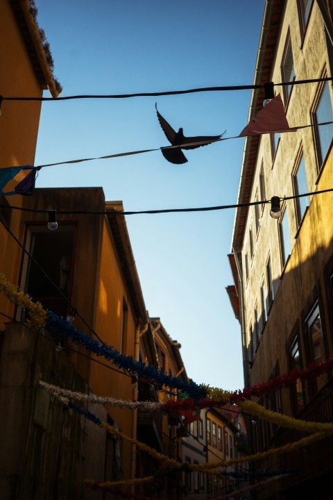 a couple of birds flying over a city street