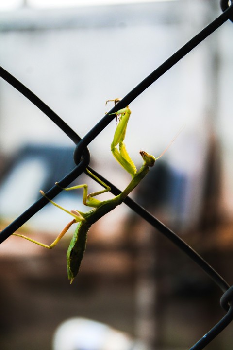 a close up of a fence with a grasshopper on it