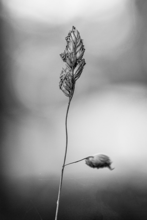 a black and white photo of a single flower