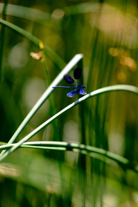 a small blue flower sitting on top of a lush green field