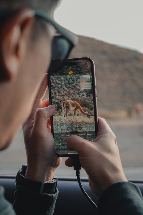 a man is taking a picture of a deer YIS26tL0