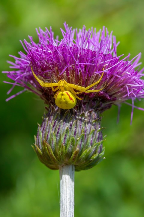 a yellow spider sitting on top of a purple flower RsV3XuN