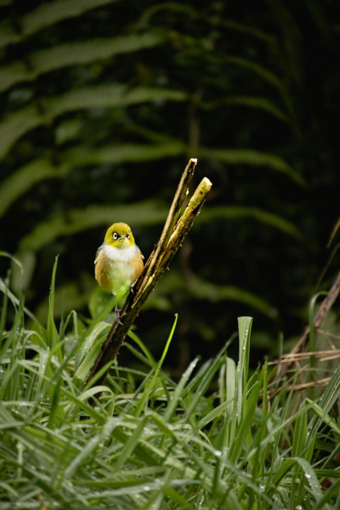 a small bird sitting on top of a tree branch