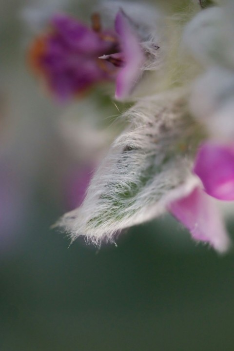 a blurry photo of a purple flower