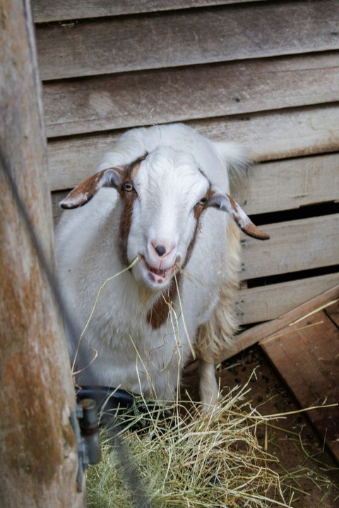 a goat eating hay in a wooden pen