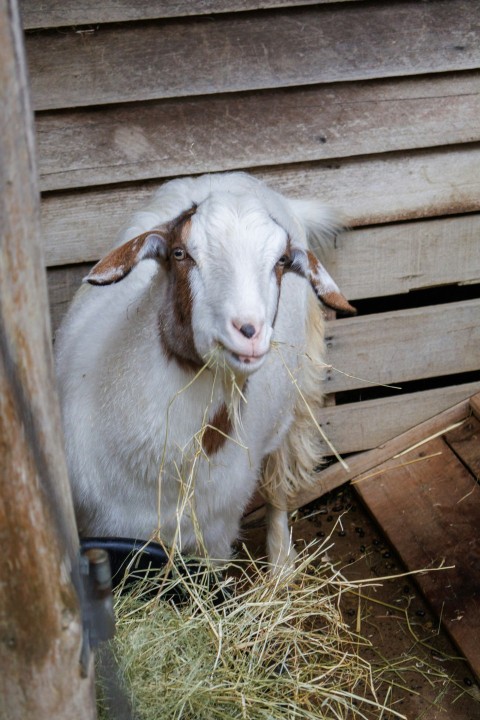 a goat is eating hay in a barn