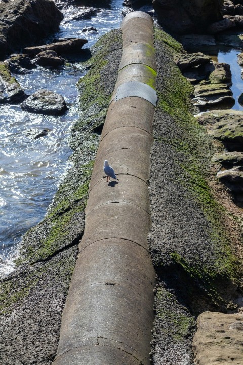 a bird is sitting on a pipe near the water