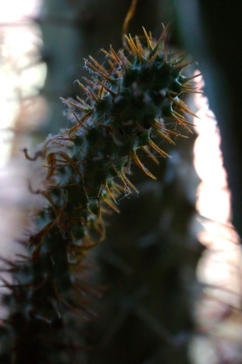 a close up of a plant with a blurry background