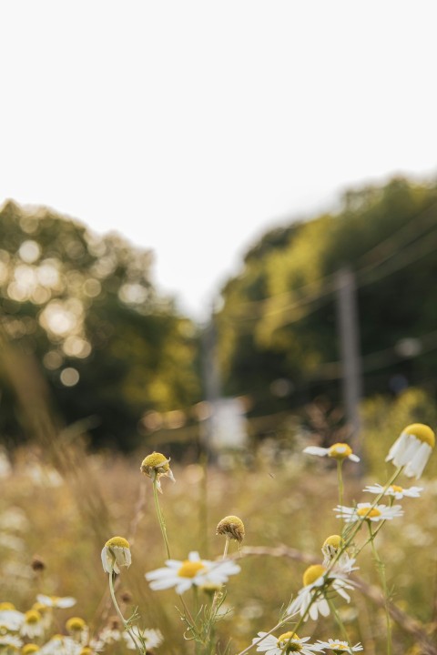 a field full of wildflowers with trees in the background