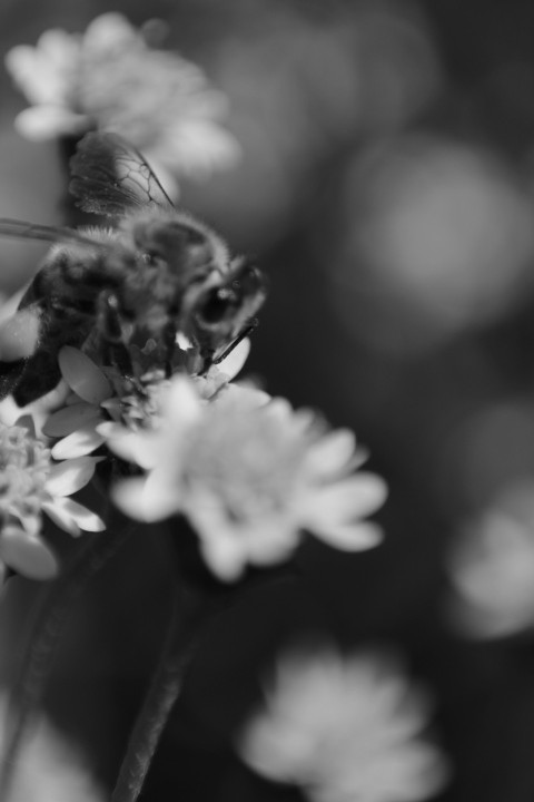 a black and white photo of a bee on a flower