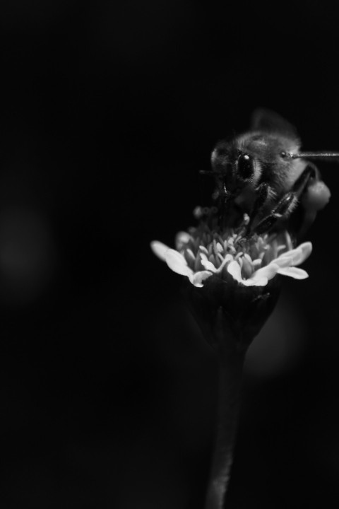 a black and white photo of a bee on a flower