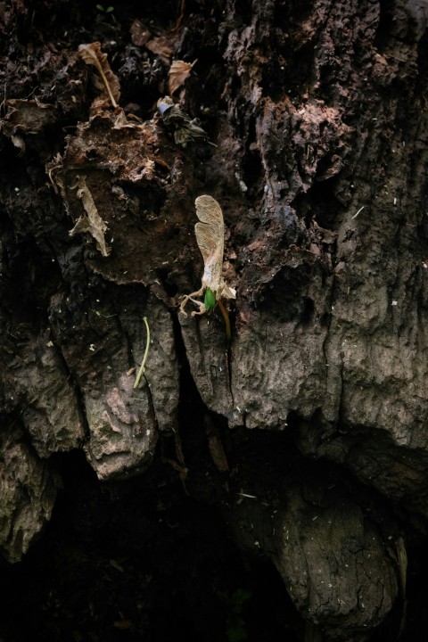 a bug crawling on the bark of a tree Rr8DMqw