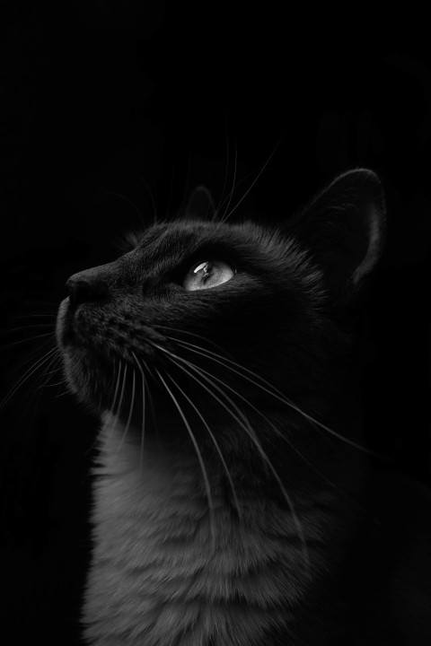 a black and white photo of a cat looking up