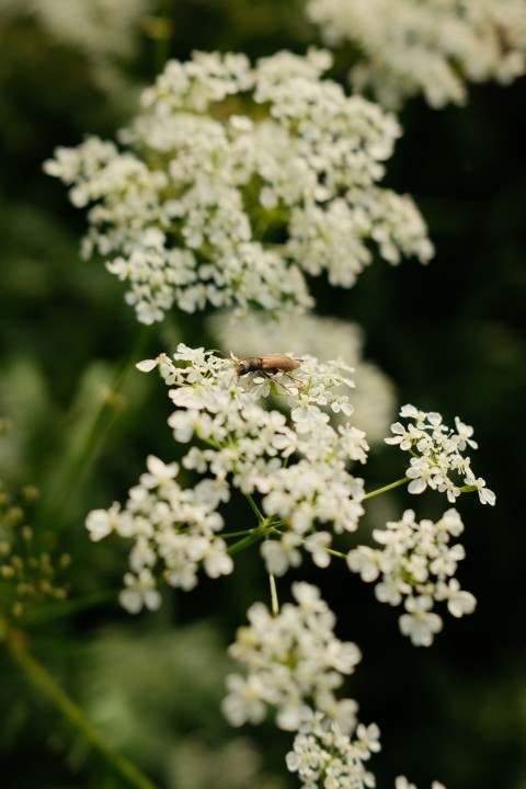 a close up of a white flower with a bug on it