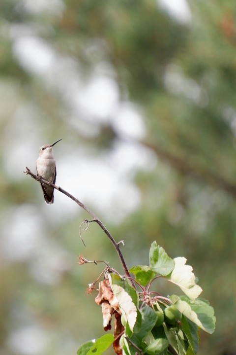 a small bird sitting on top of a tree branch