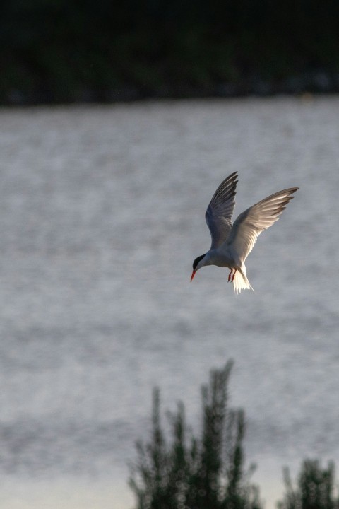 a bird flying over a body of water