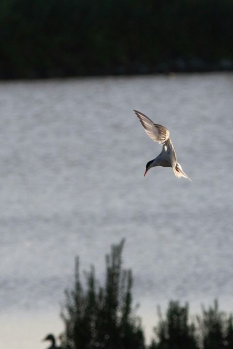 a seagull flying over a body of water