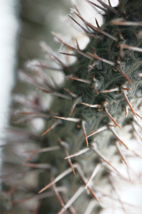 a close up view of a cactus plant