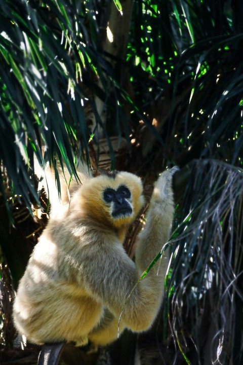 a white and yellow monkey sitting in a tree